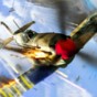 warplanes ww1破解版
