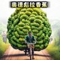 一命通關(guān)破解版